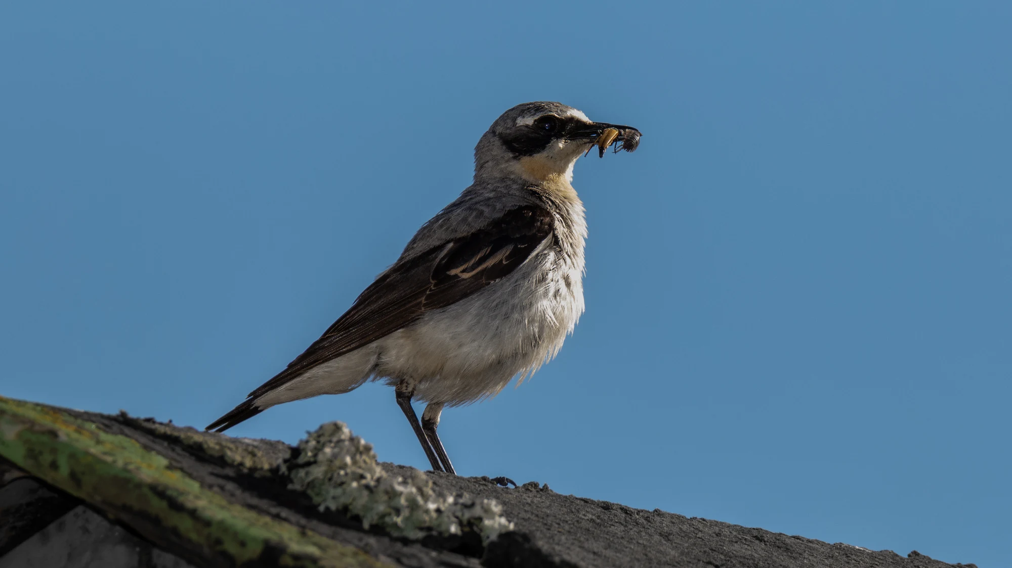 Городская птица с насекомым в клюве — удалённая съёмка дикой природы телеобъективом без беспокойства животного